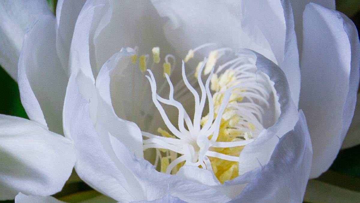 Koleksiyoncular bile peşine düştü: Altın madeninden daha değerli, elinde olan dünya zenginleri listesine giriyor