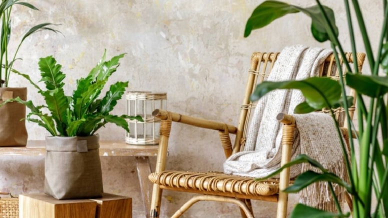 Evdeki nemi ve rutubeti sünger gibi emiyor: Saksıda kolay yetişiyor, havayı temizliyor