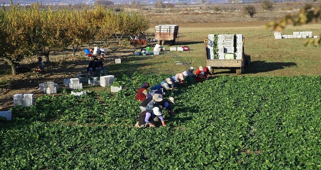 Bir kez eken 20 kez hasat alıyor: Bahçesine eken paraya para demiyor
