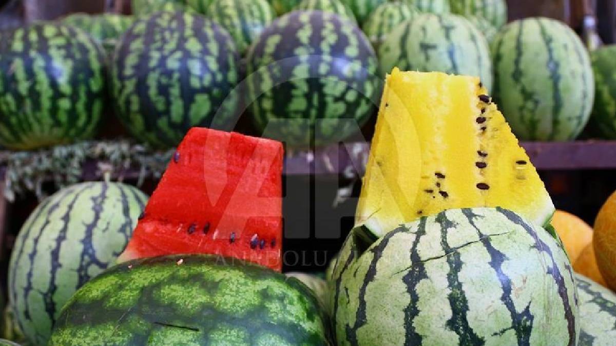Dışı karpuz içi ananas: Sarı hasat Van'da başladı, görenler gözlerine inanamıyor