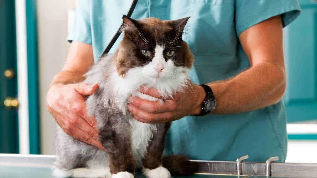 Uzmanlar açıkladı: Kedi ve köpek türünden insan ölümü mümkün mü?