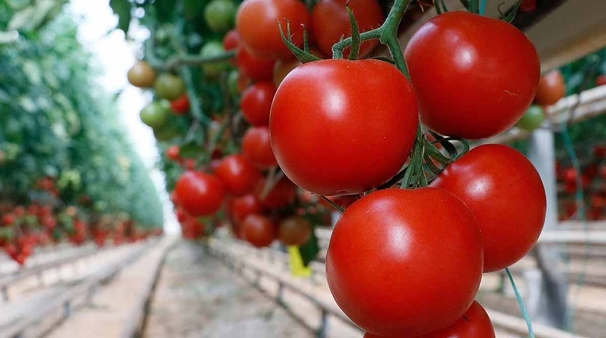 Nesilden nesile aktarılan İspanyol hilesi: Domatesler artık daha etli ve lezzetli olacak