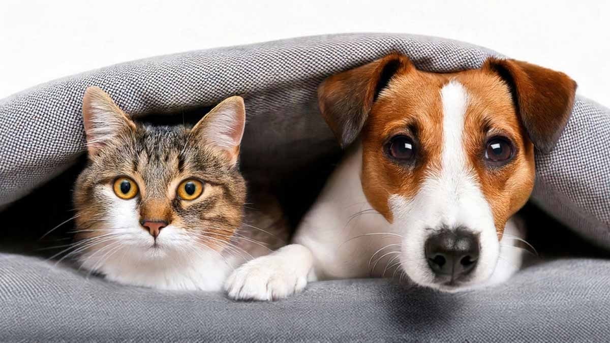 Kediye benzeyen 10 köpek ırkı