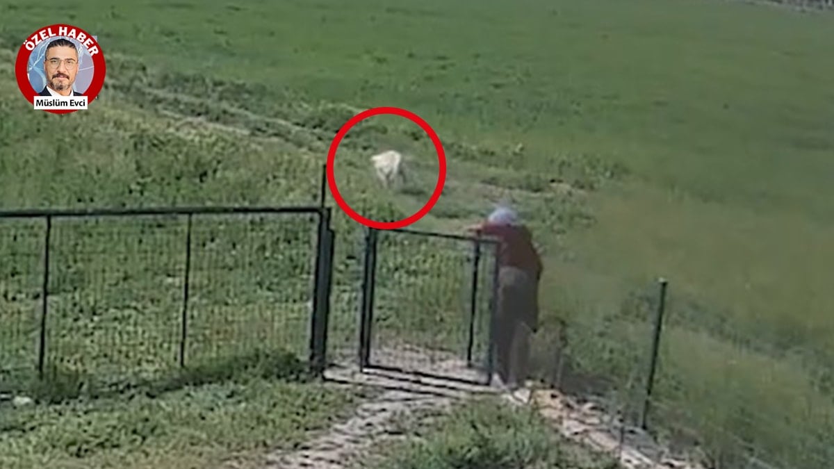 Yer: Aksaray... Köpeğe tecavüz skandalı böyle ortaya çıktı