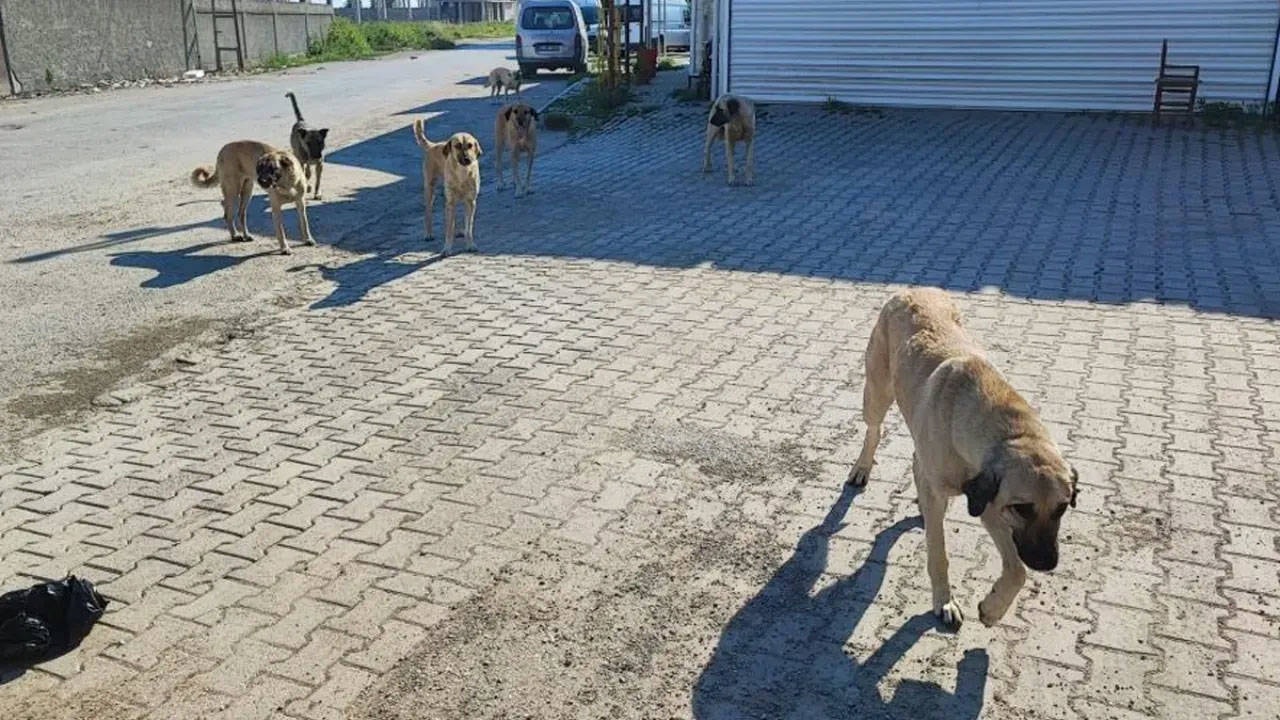Komşusunun köpeğini silahla öldüren zanlı tutuklandı