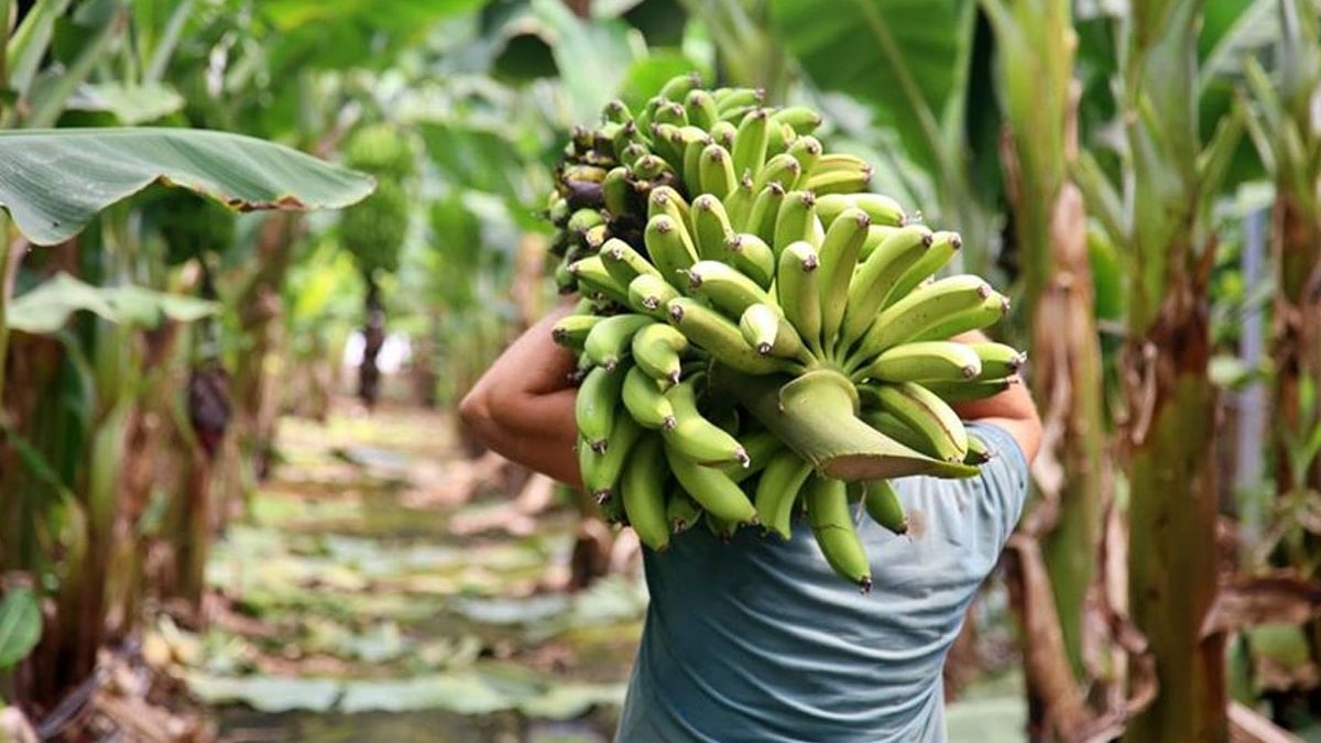 Kaçakçılar yasaklı maddeyi bu yüzden muzun içinde saklıyorlarmış