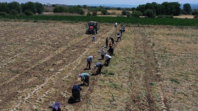 Tarihin en kötü hasadı başladı, çiftçilerin hepsi zarar etti