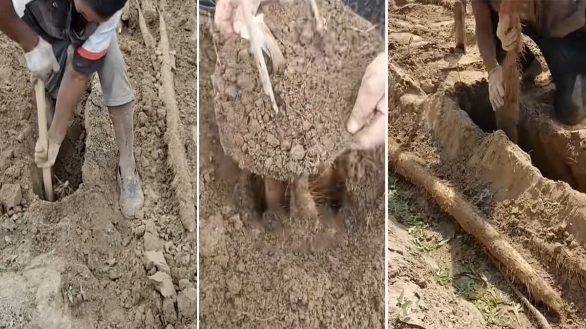 Dünyanın en zor hasat edilen ürünü! Toprağın metrelerce altında yatıyor, 1 tanesini çıkarmak saatler sürüyor
