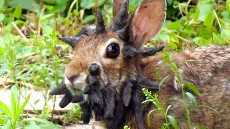 Tavşanların başından boynuz çıktı: Görenler inanamadı