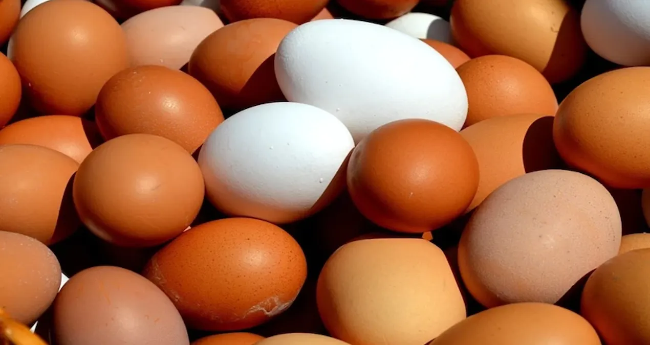 Yumurtanın bu işe yaradığını tavuk bile bilmiyor: Uzmanlar hayret içinde kaldı