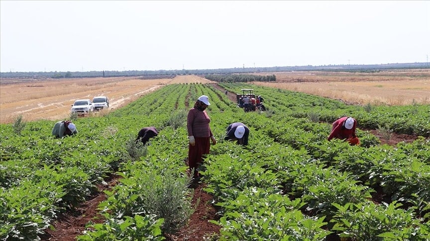 Kilis'te yılın ilk hasadı başladı: Çiftçiler verimden oldukça memnun