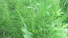 Doğada kendiliğinden yetişiyor, hasat eden kilosunu 5 bin liraya satıyor: Ağrı kesiciden daha etkili