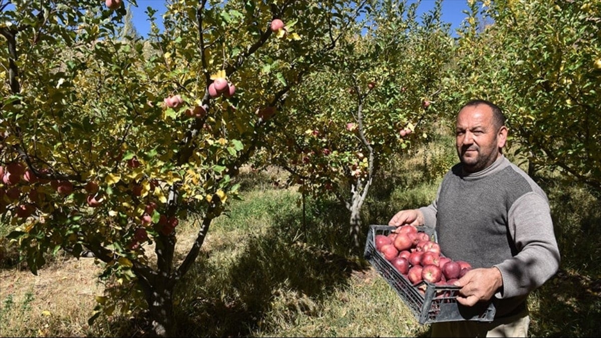 5 bin ağaçtan elleriyle topluyorlar: Hasadı başladı, sadece 10 gün sürecek