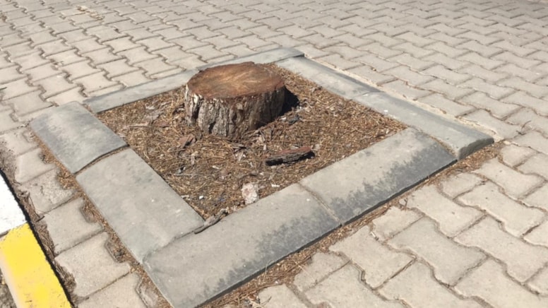 Yarım asırlık ağaçlar kesildi, topu birbirlerine attılar