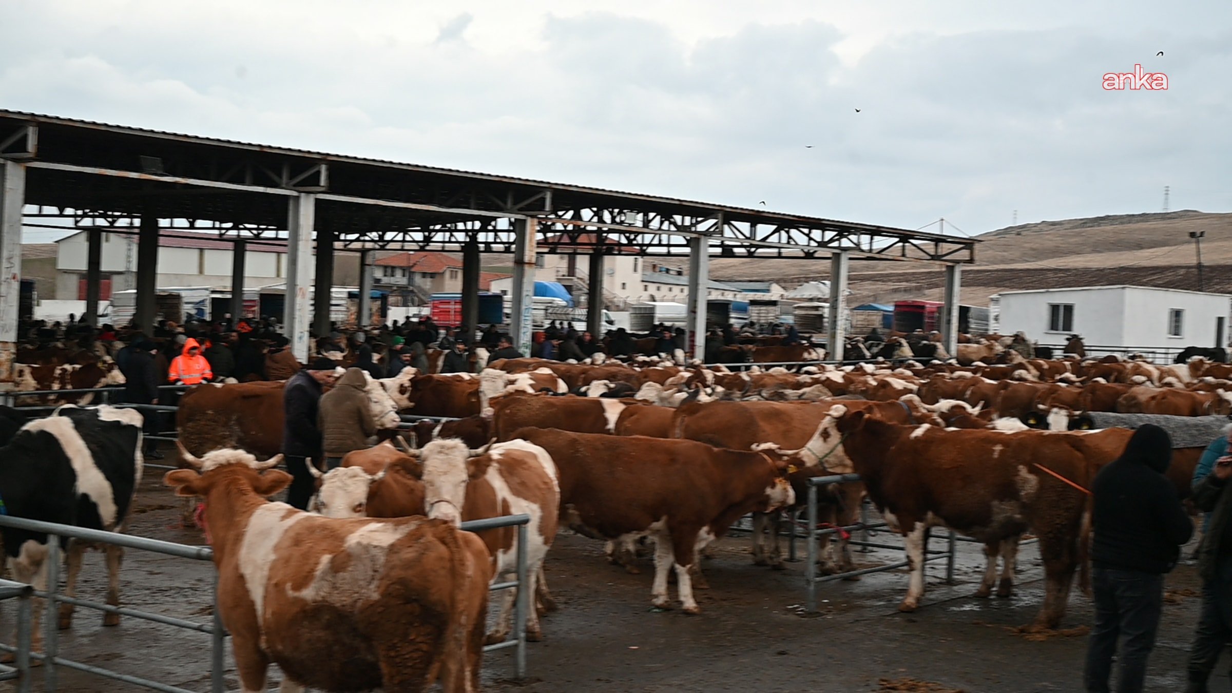 Iğdır’da şap alarmı: Hayvan pazarı kapatıldı