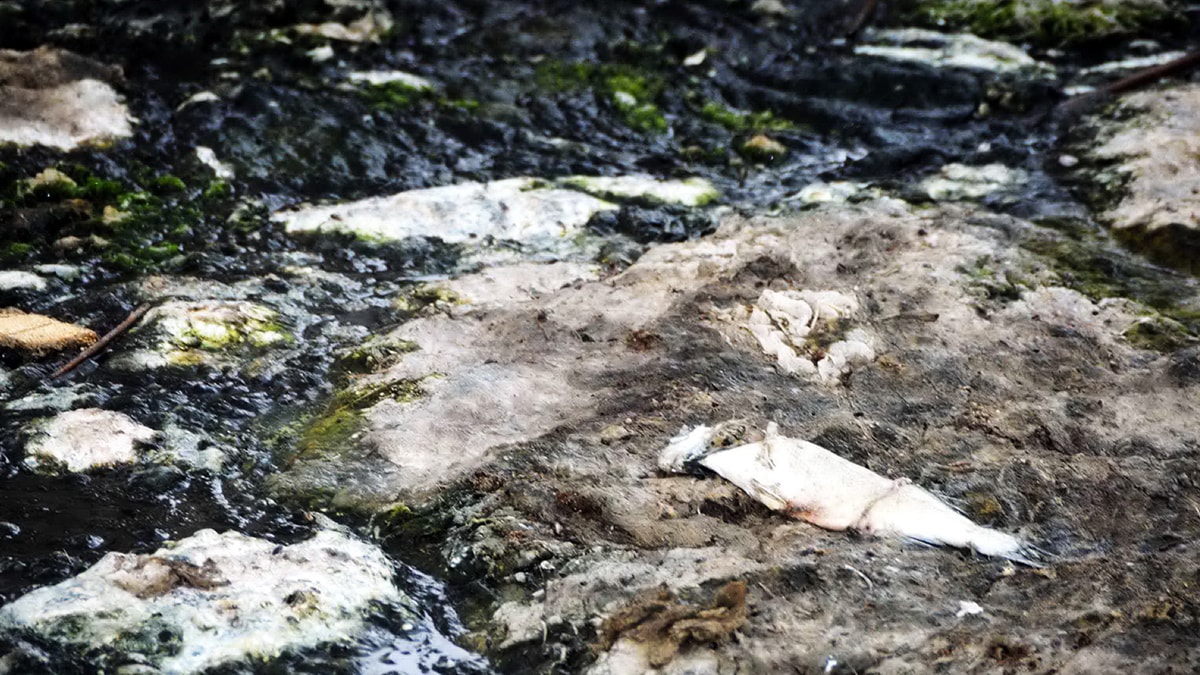 Ege'nin can damarı ölüyor - Sözcü