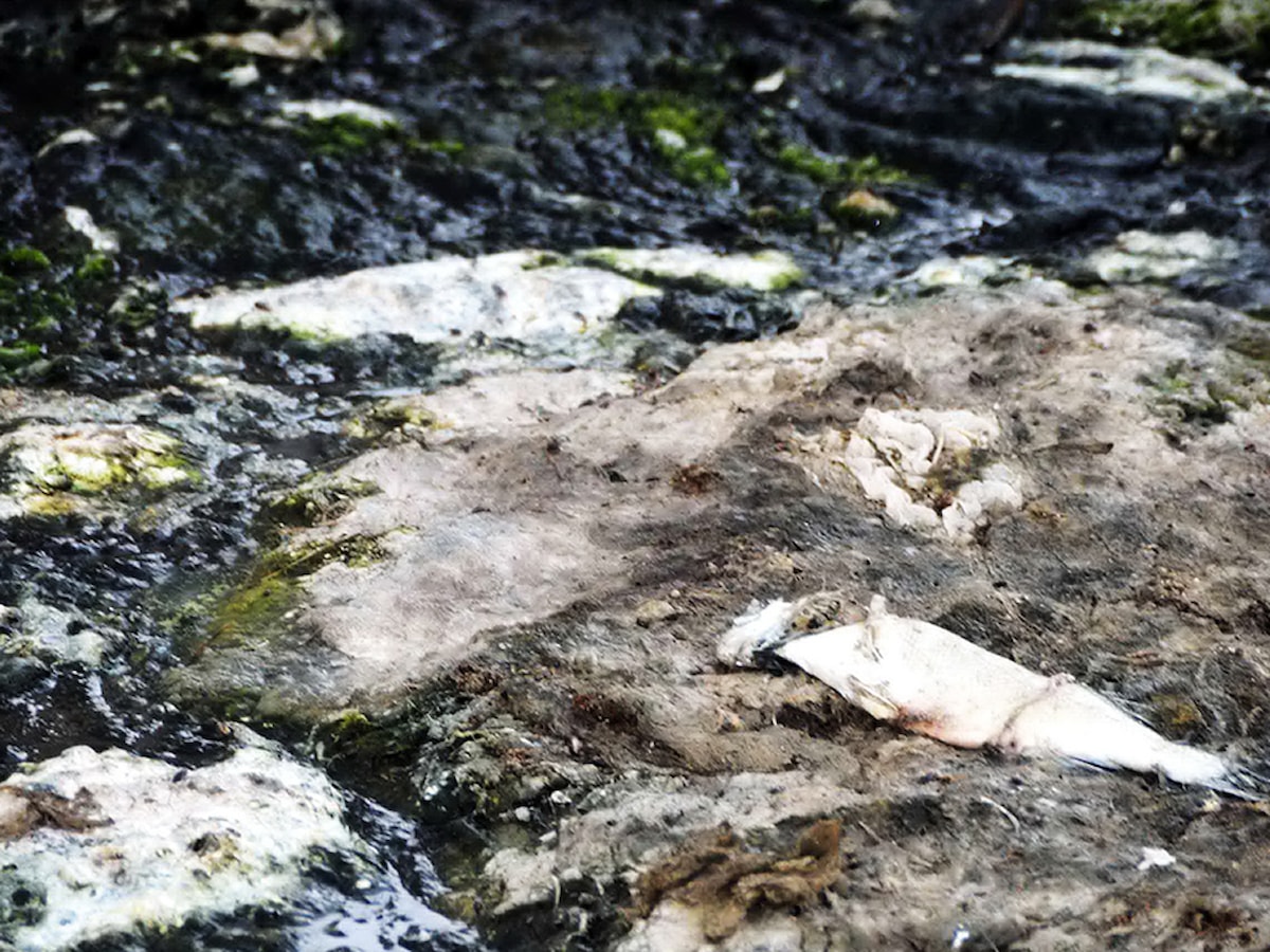 Ege'nin can damarı ölüyor - Sözcü