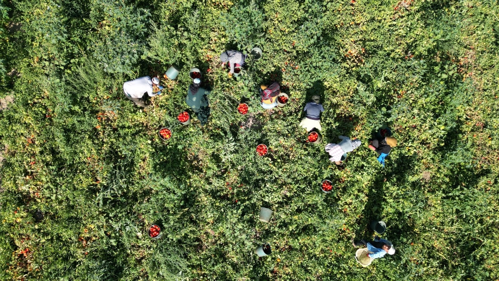 Kendi kendine filizlenerek verimi 2 katına çıkarıyor