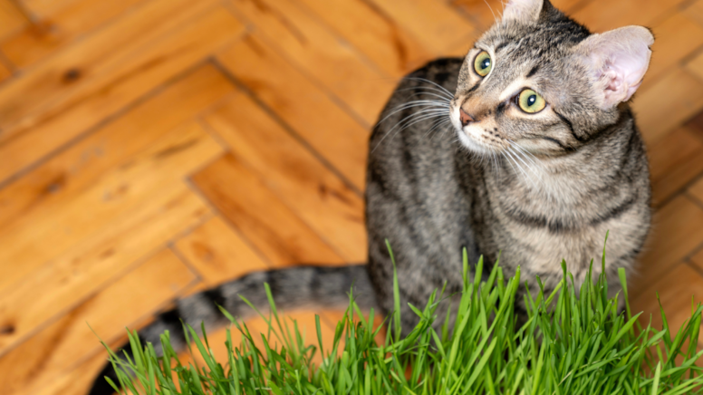 Evinde kedi olan bu çiçekleri hemen atsın: Yavaş yavaş zehirliyor