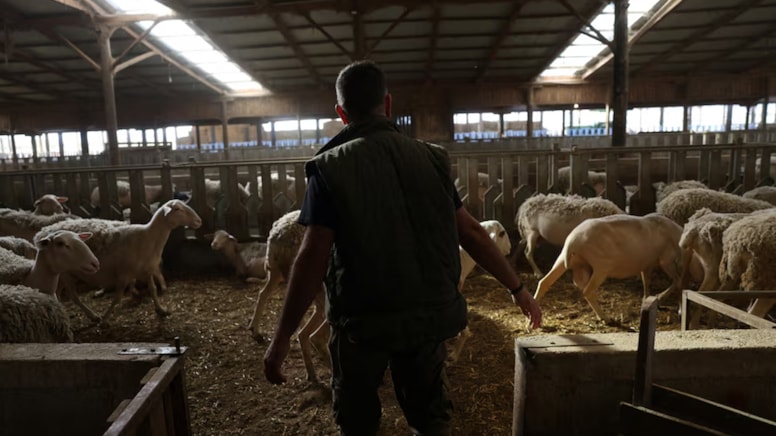 Yunanistan’da yeni salgın! Çiftçiler perişan, sürüler itlaf ediliyor