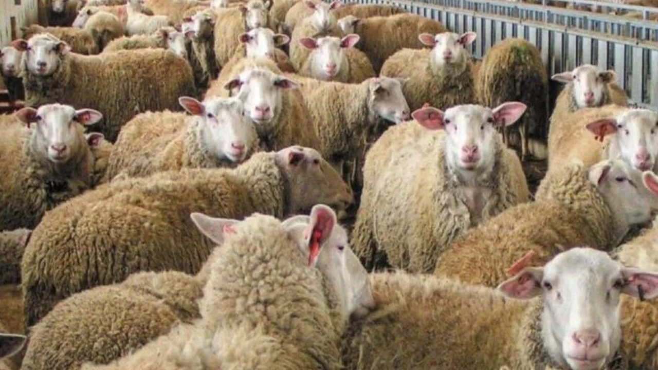 Batı Trakya’da kuzu ve oğlak kesimi yasaklandı