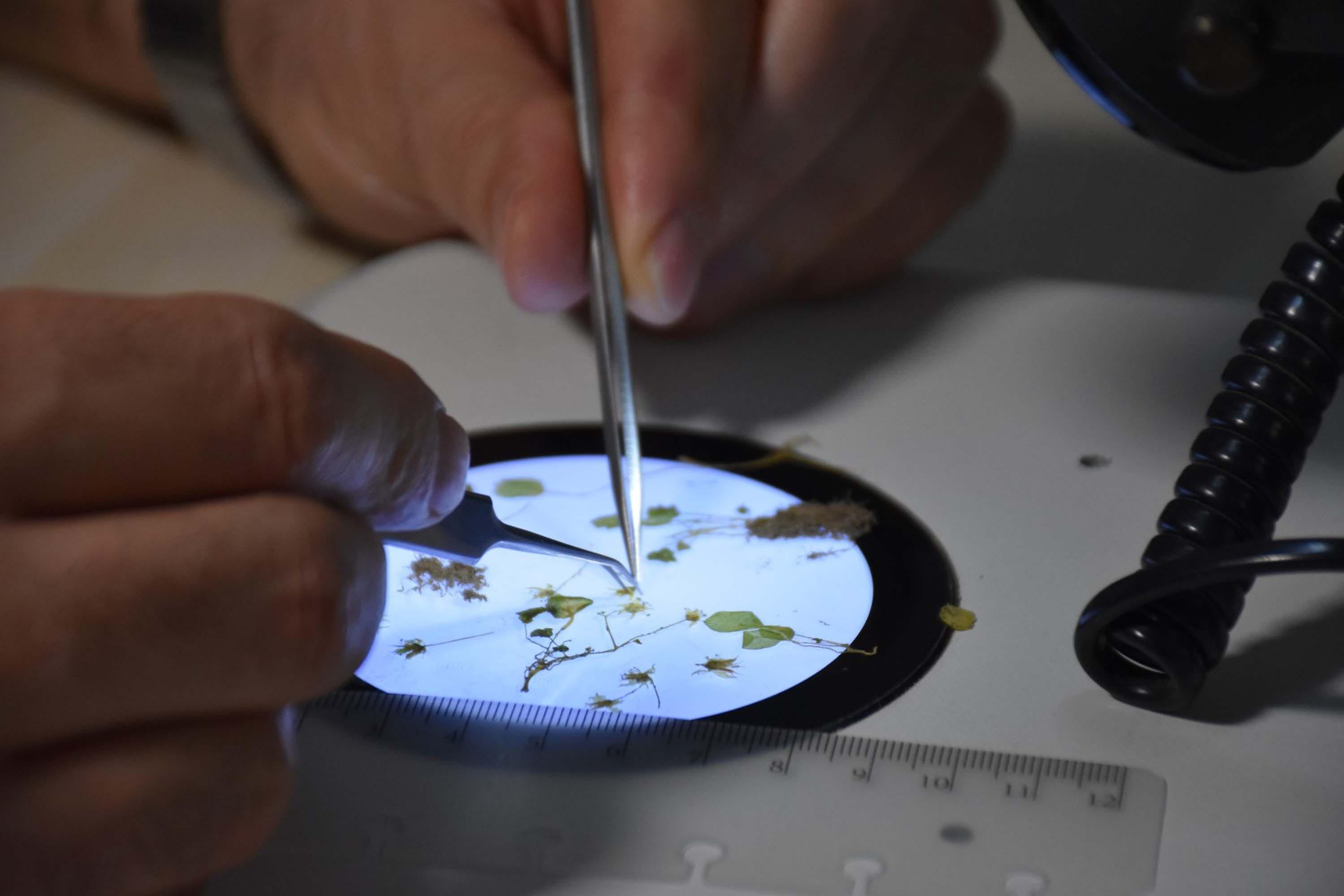 Bu bitki Dünyada sadece İzmir'de yetişiyor