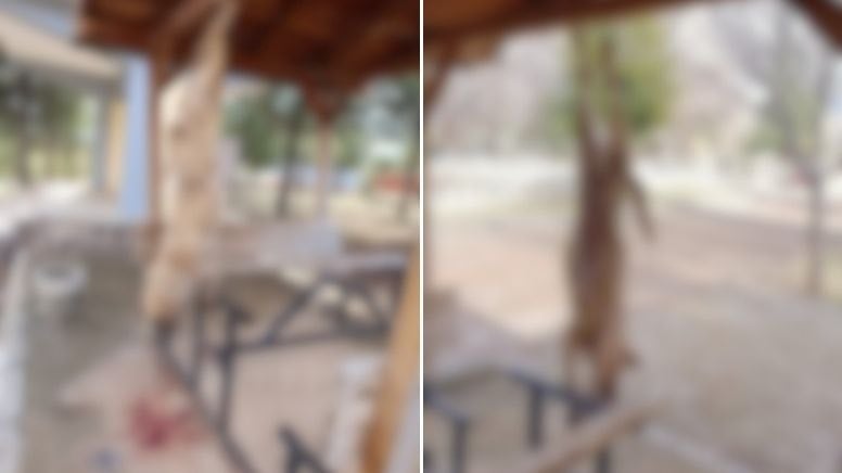 Afyonkarahisar'da vahşet! Ayaklarından asılan köpek işkenceyle öldürüldü