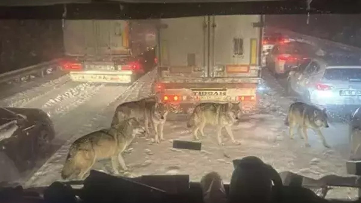 Şanlıurfa'da çekildiği öne sürülen bu fotoğraf sosyal medyayı ikiye böldü