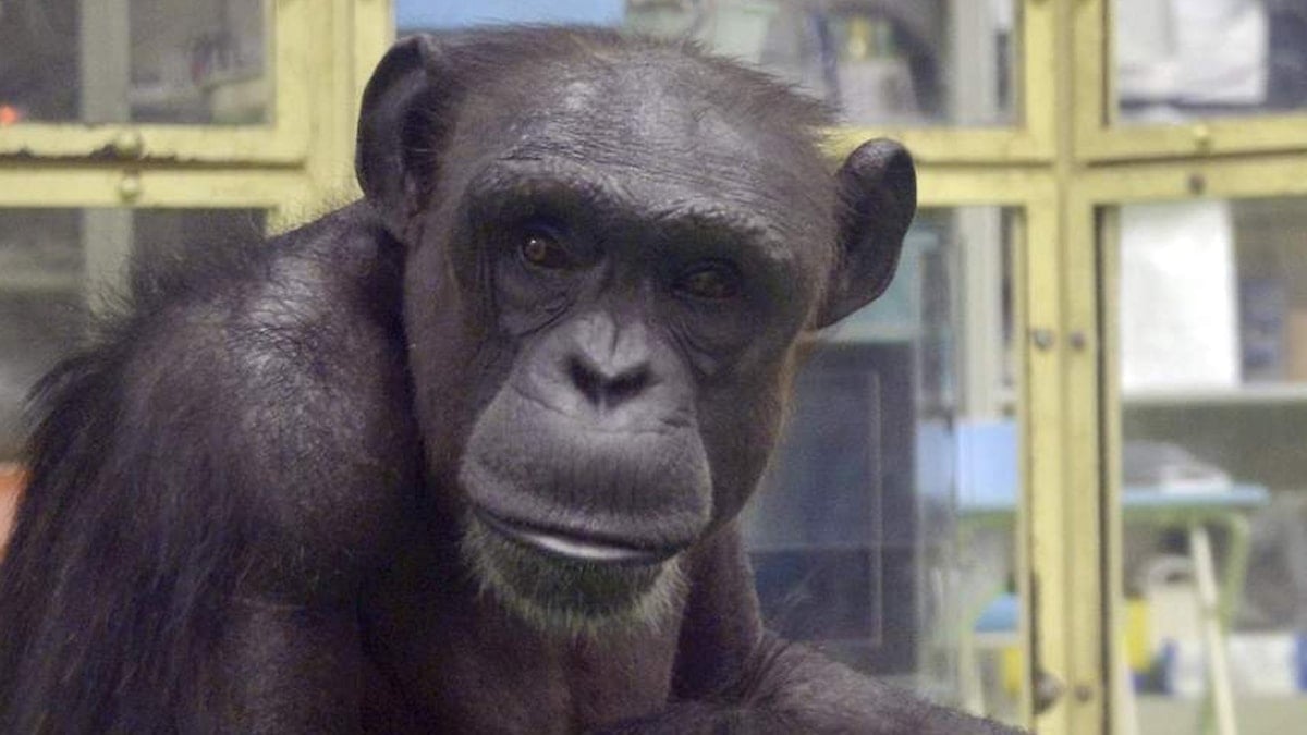 Süper zekalı şempanze hayatını kaybetti: Mirası oğluna kaldı