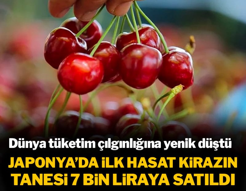 Dünya tüketim çılgınlığına yenik düştü! Japonya'da ilk hasat: kirazın tanesi 7 bin liraya satıldı