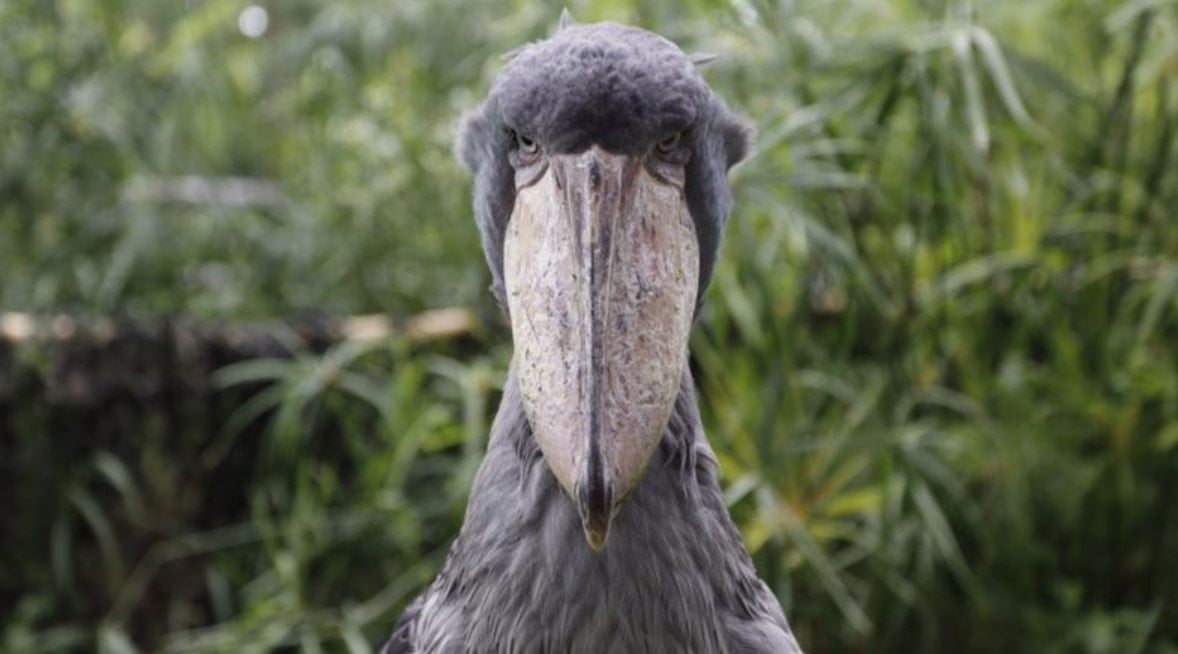 Gizemli hayvanı ilk kez görünce dinozor sanıp kaçmaya başladılar