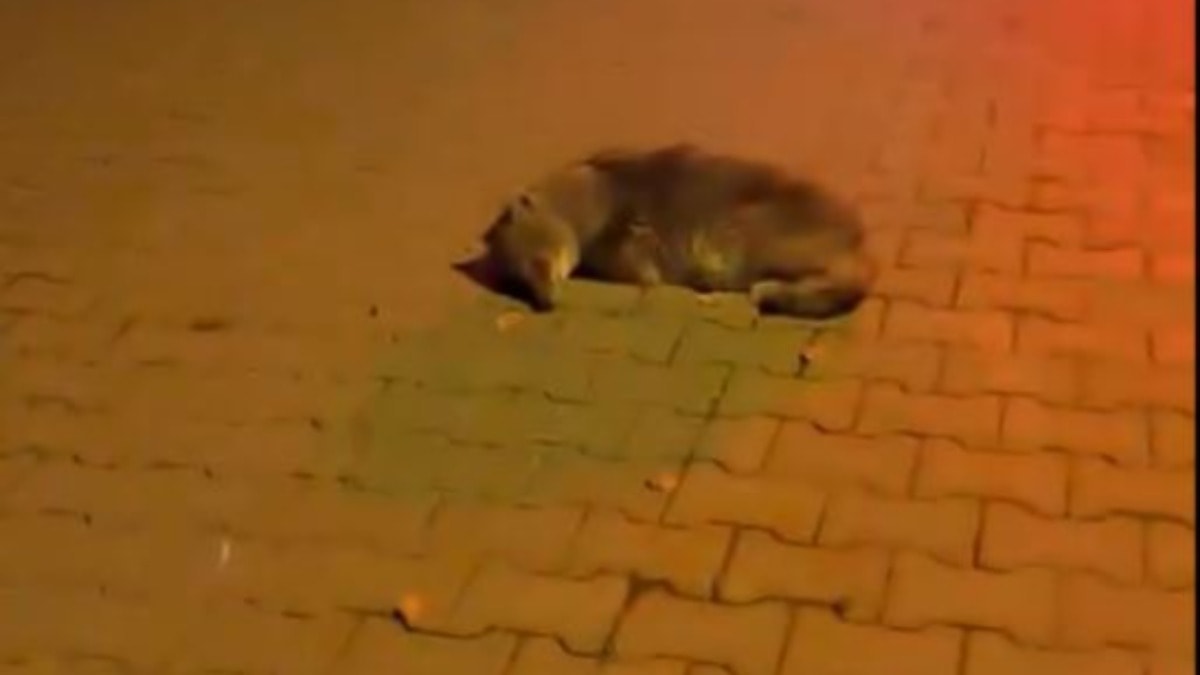 Samsun'da bitkin halde bulunan yavru çakal tedaviye alındı