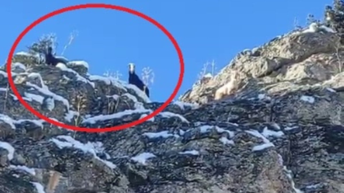 Adana'da dağda mahsur kalan keçiler kurtarılmayı bekliyor