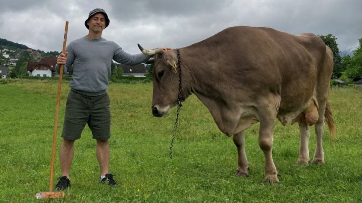 Dünyanın en akıllı ineği! Alet kullanabiliyor