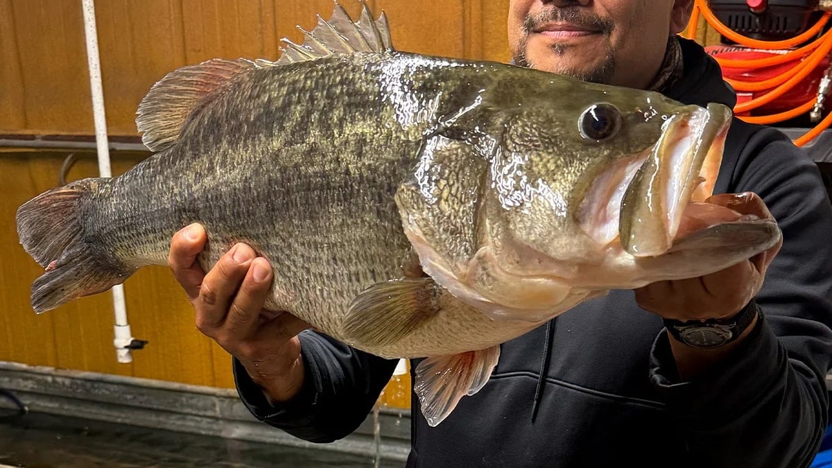 1 tanesi 14 kilo: Aynı iskeleden üçüncü kez dev levrek yakaladı