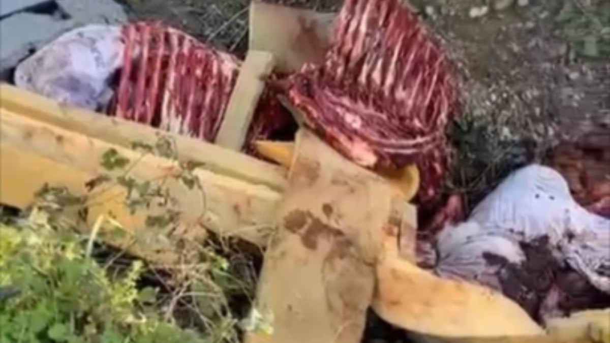 At kesen caniler yakalandı!