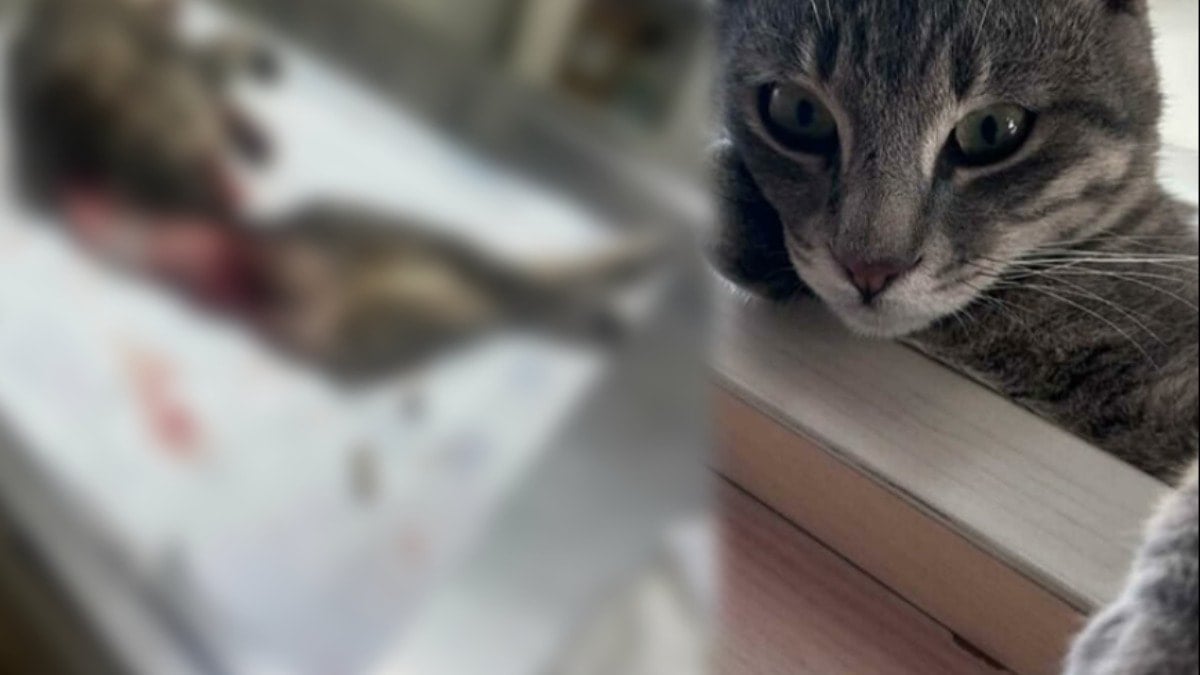 Vahşetin adresi Bodrum! Duman isimli kedi derisi yüzülmüş ve kuyruğu kesilmiş halde bulundu