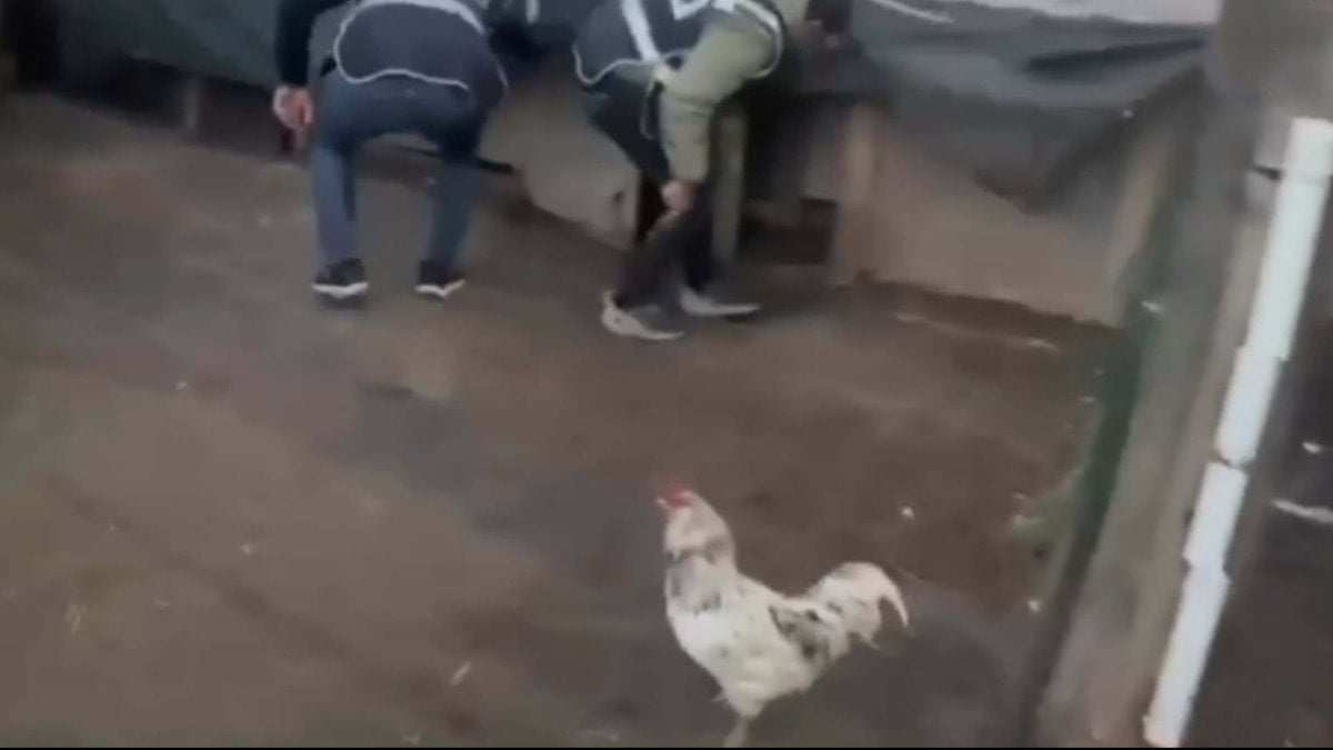 45 yıl hapis cezası olan firari hükümlü, saklandığı kümeste öksürünce yakalandı