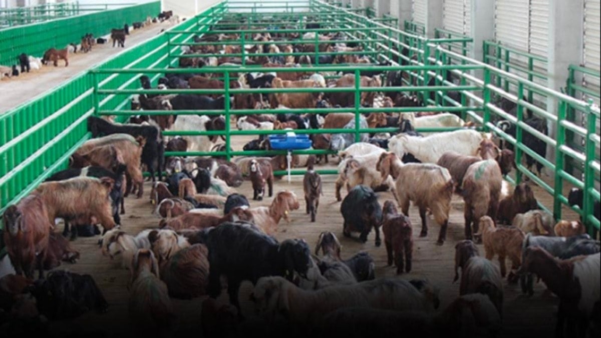 Küçükbaşta büyük kriz! Yumurta ve et cep yakıyor