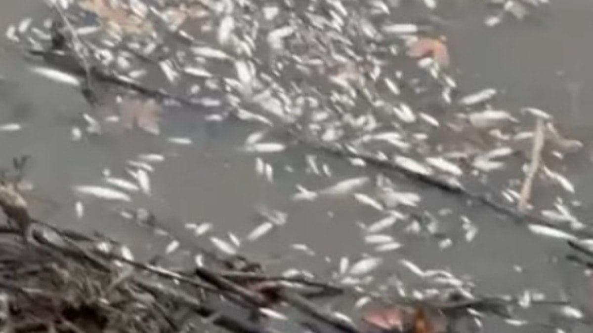 Yeşilırmak'ta balık ölümleri: İnceleme başlatıldı