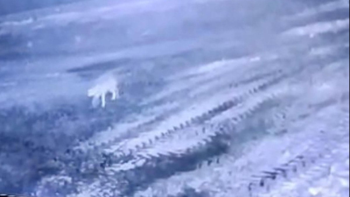 Sisli havada köye inen kurt, ağıldaki 200 koyunu öldürdü