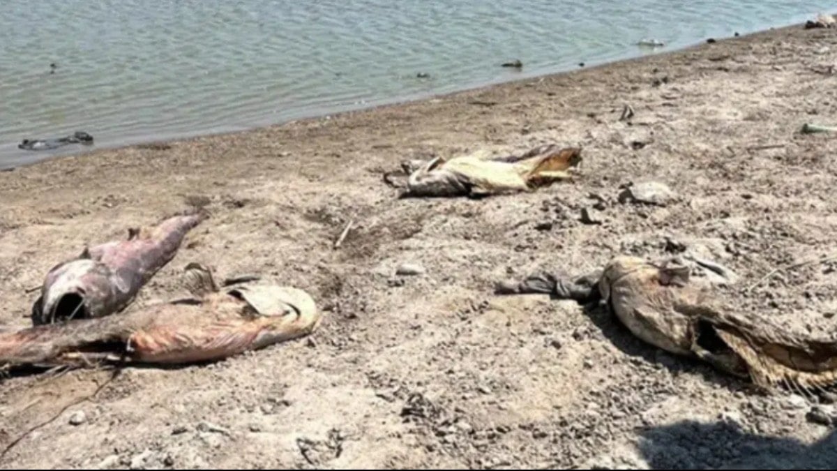 Temrezli Göleti’nde korkutan manzara: Su çekildi, balık ölümleri başladı
