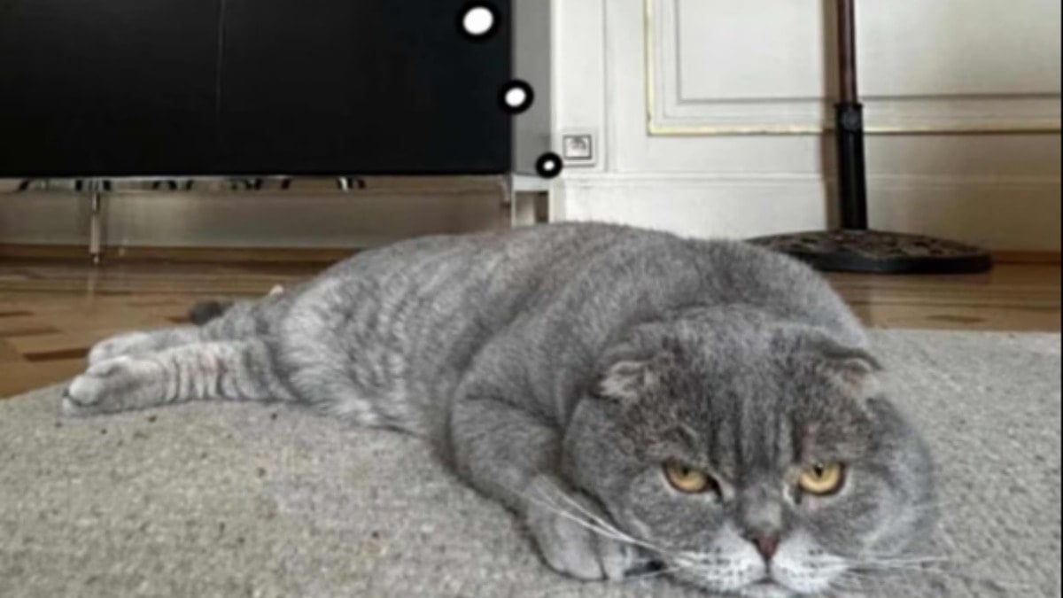 Başbakanın kedisi siyasetçileri geride bıraktı