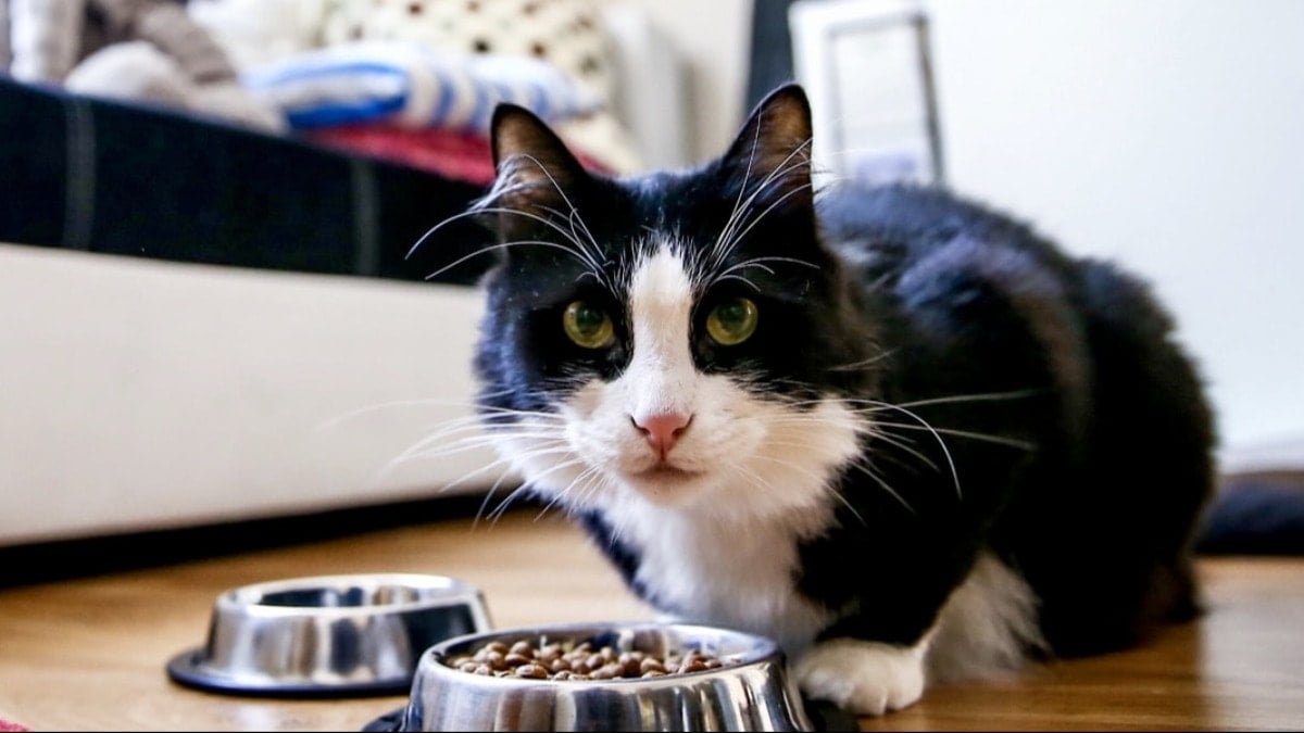 Kedilerin doğru beslenme düzeni buymuş: Ne bir kez ne de dört kez
