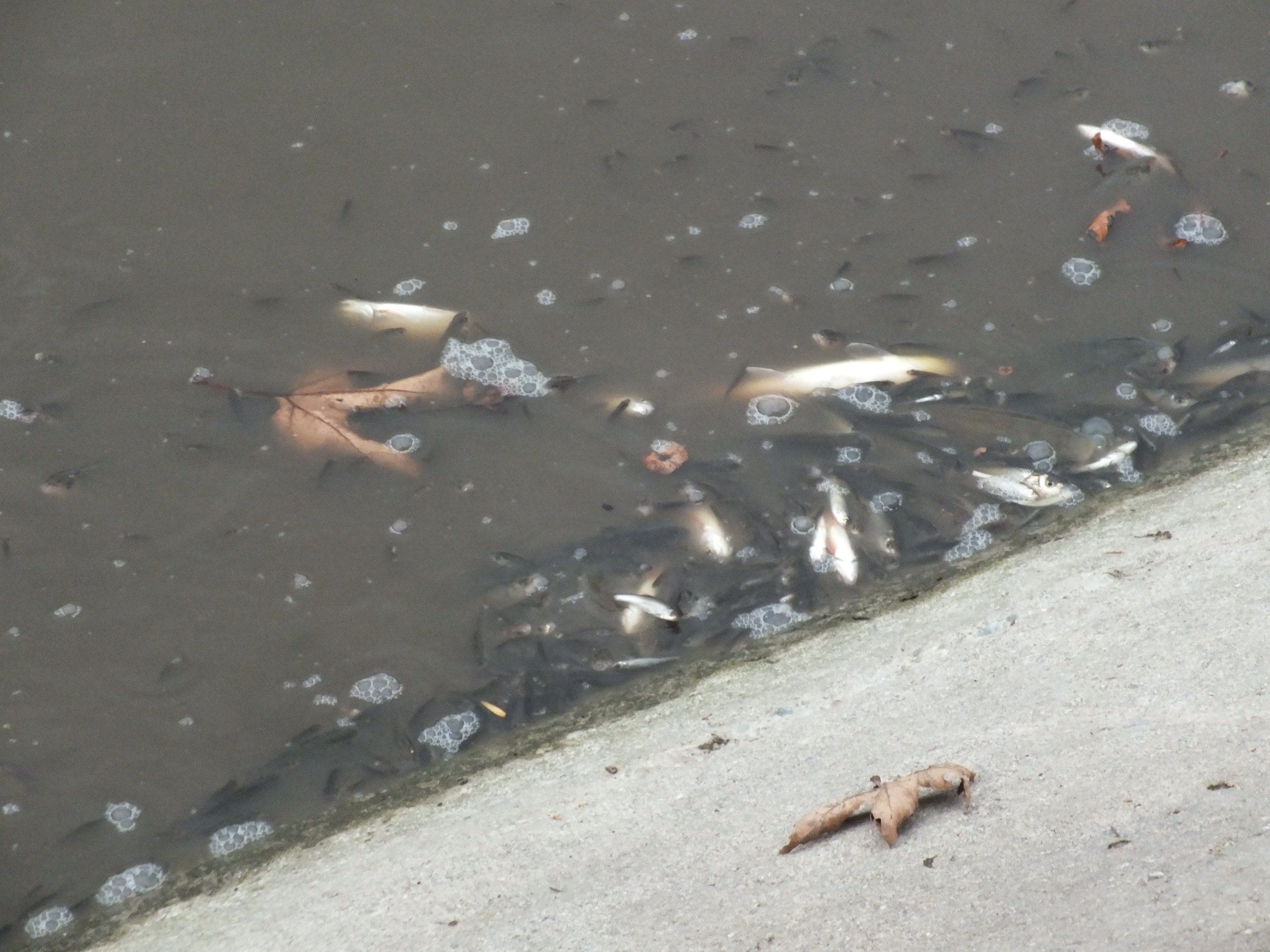 Yeşilırmak'ta balıklar kıyıya vurdu