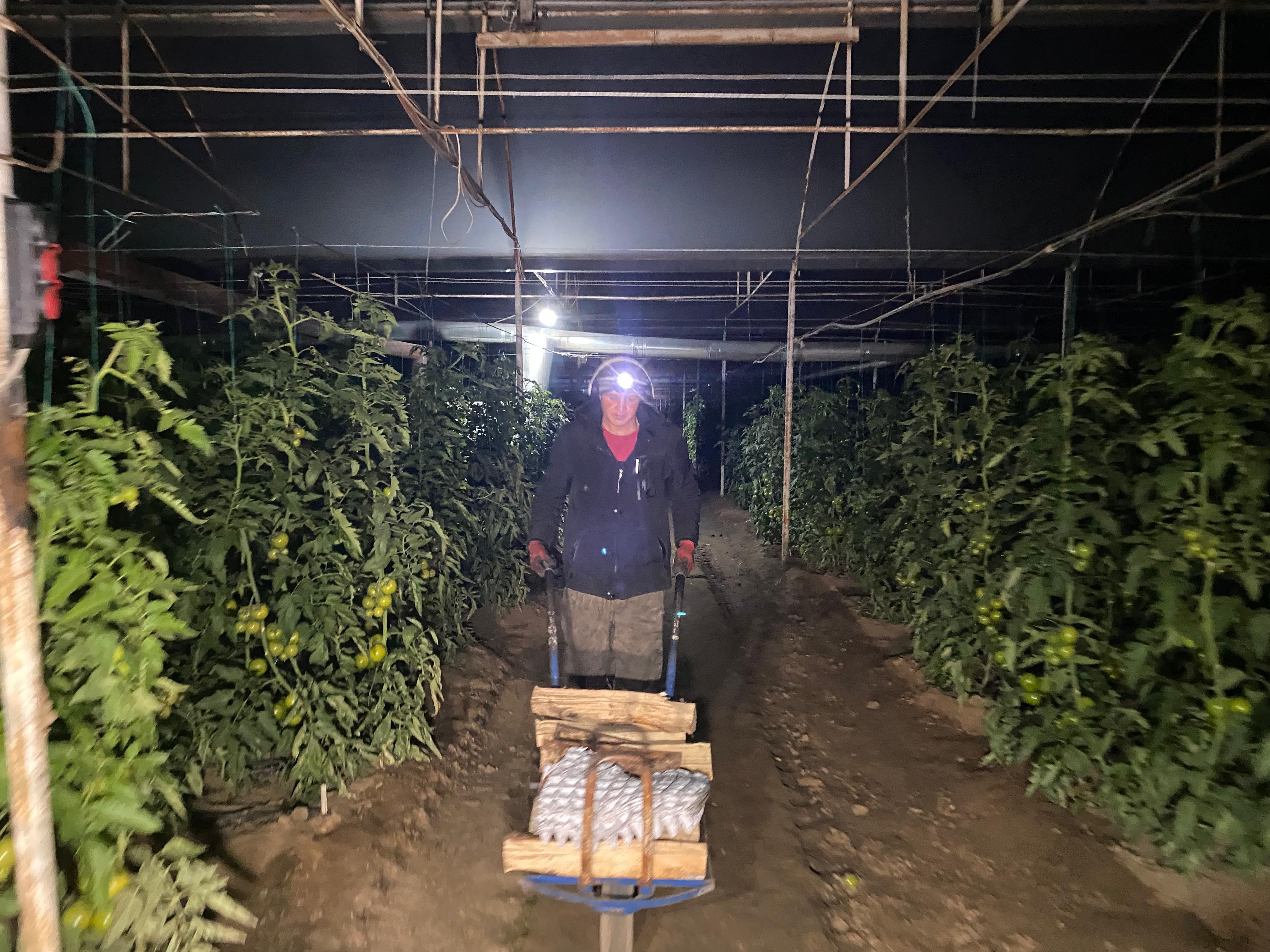 Her gece aynı saatte seralarda nöbet tutuyorlar