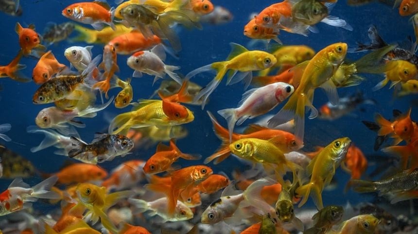 Maydanozdan çileğe her şeyi coşturuyor! Tüm sır Japon balığında saklı