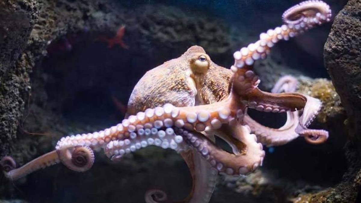 9 yaşındaki oğluna ahtapot aldı: Doğum günü hediyesi kabusa dönüştü