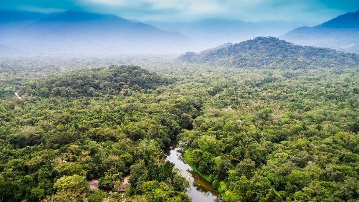 Amazon ormanlarında yeni bir yaratık bulundu: 5 metreden daha uzun