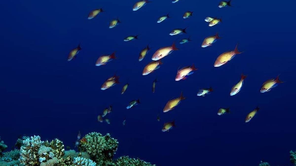 Aylarca oksijensiz yaşayabilen balık: İşte hayatta kalma stratejisi